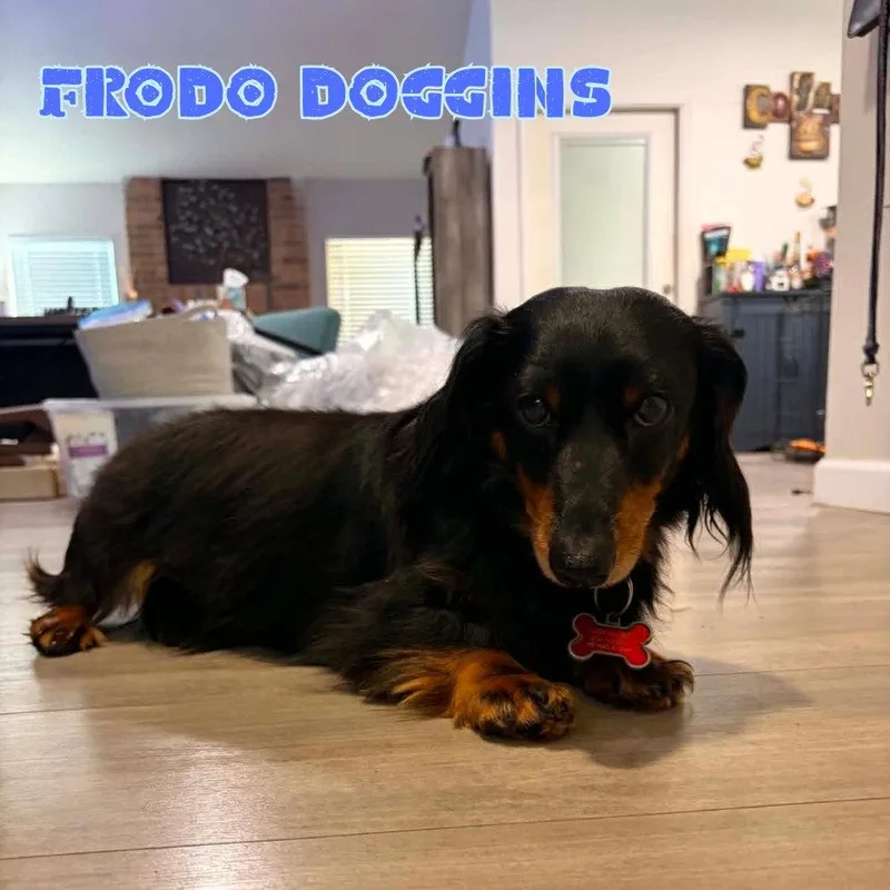 Frodo Doggins thumbnail 2