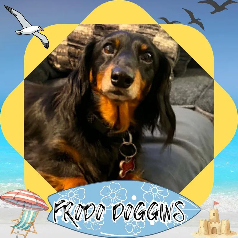 Frodo Doggins thumbnail 3