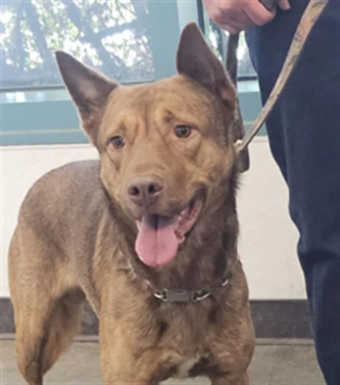 An adult large-sized male Australian Kelpie dog named Chester for adoption in Chatsworth, CA