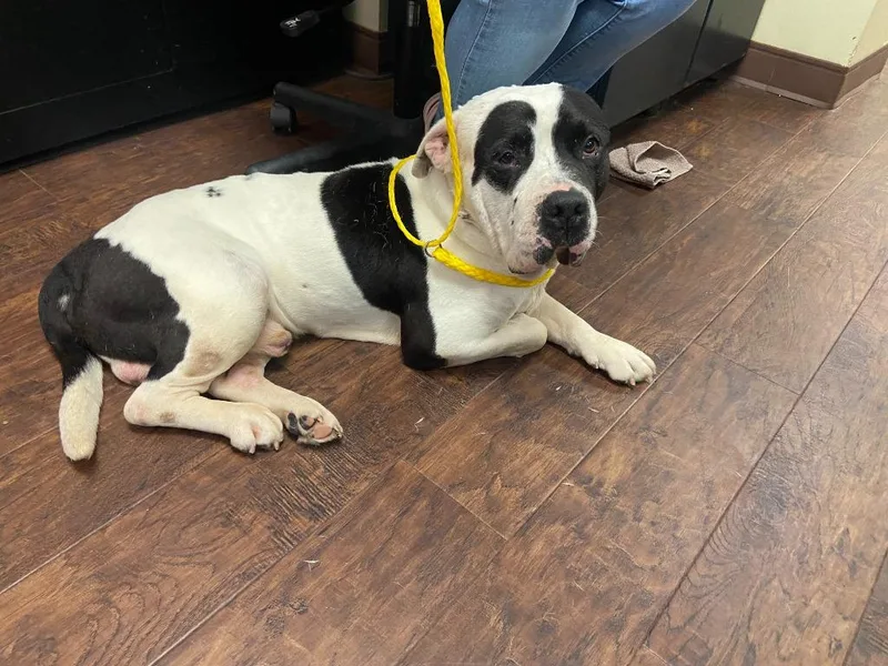 Dog Kennel thumbnail 2