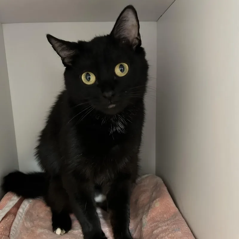 An adult medium-sized female Black Domestic Short Hair cat named Bloom for adoption in Kanab, UT