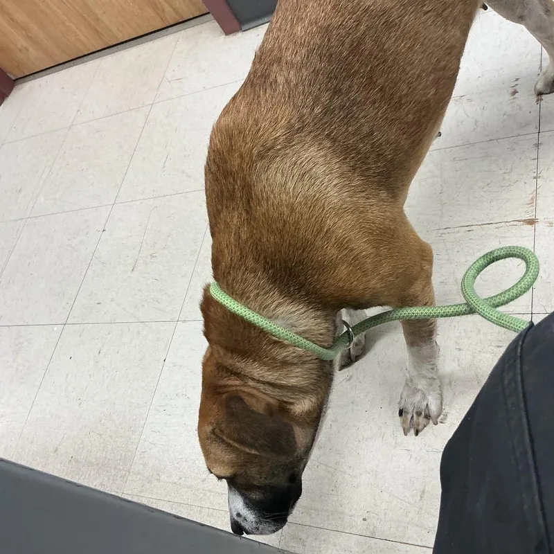 An adult medium-sized female Brown / Chocolate Pit Bull Terrier dog named Princess for adoption in St Joseph, MO