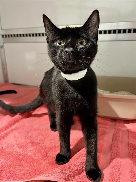 A baby small-sized male Domestic Short Hair cat named Bear for adoption in San Francisco, CA