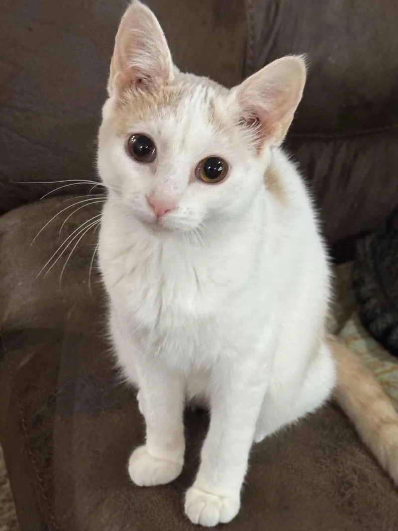 A baby medium-sized female Orange & White Domestic Short Hair cat named Dobby for adoption in Sioux Falls, SD