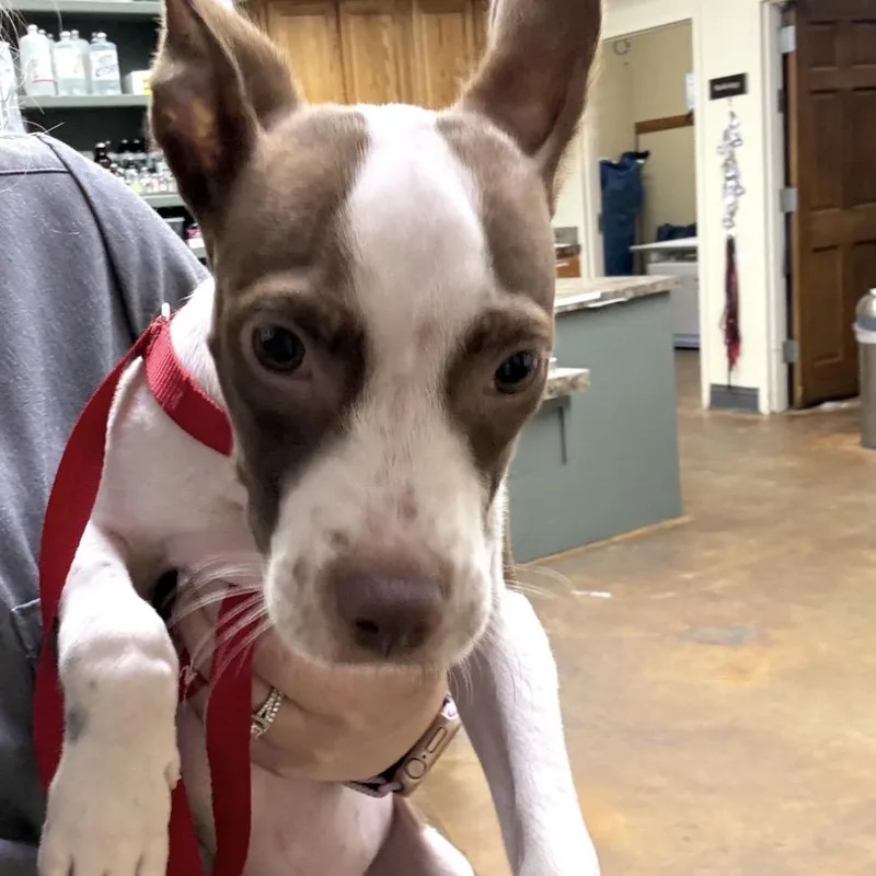 A young medium-sized male White / Cream Terrier dog named Francais for adoption in Montgomery, AL