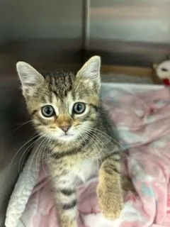 A young medium-sized female Tabby (Brown / Chocolate) Domestic Short Hair cat named Tater Tot for adoption in Miami, FL