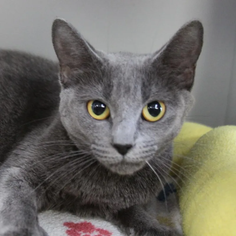 A senior large-sized female Domestic Short Hair cat named Gracie for adoption in Sarasota, FL