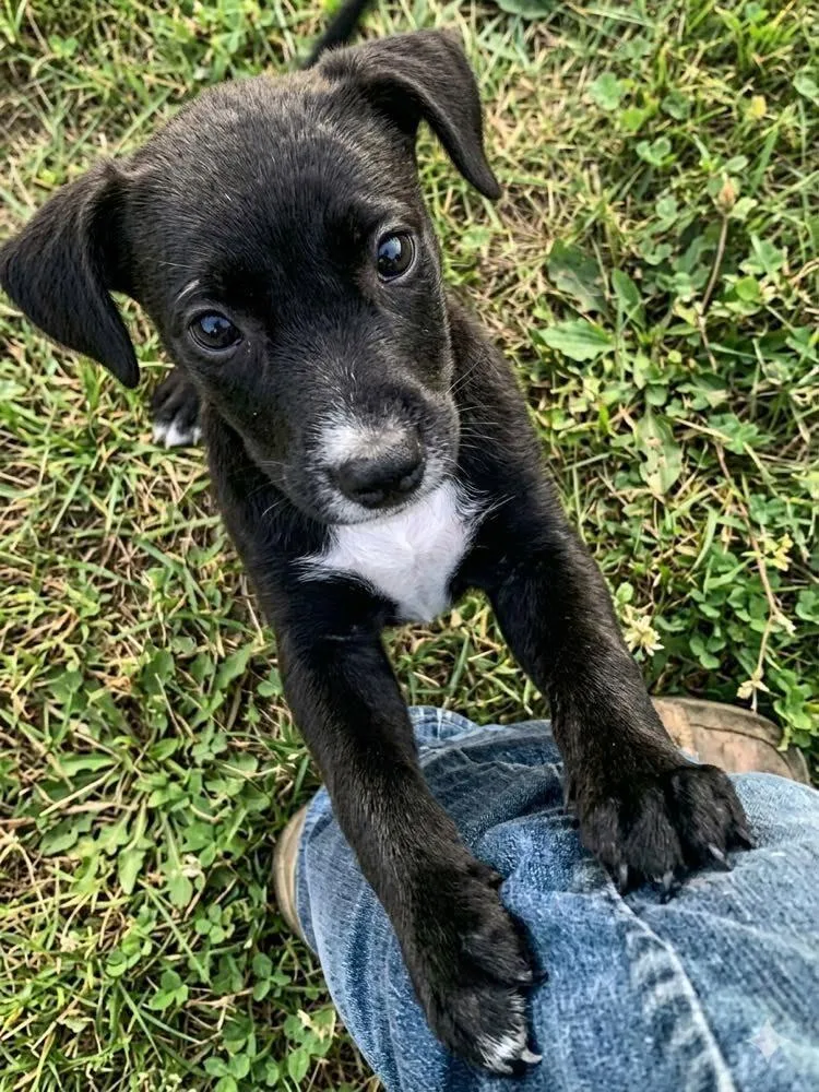 A baby medium-sized female Mixed Breed dog named Geanie for adoption in Fond Du Lac, WI