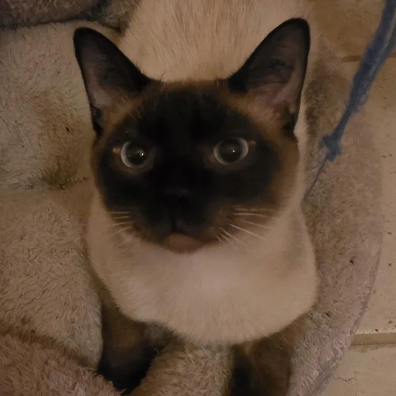 A young small-sized male Seal Point Siamese cat named Colby Jack for adoption in Bentonville, AR