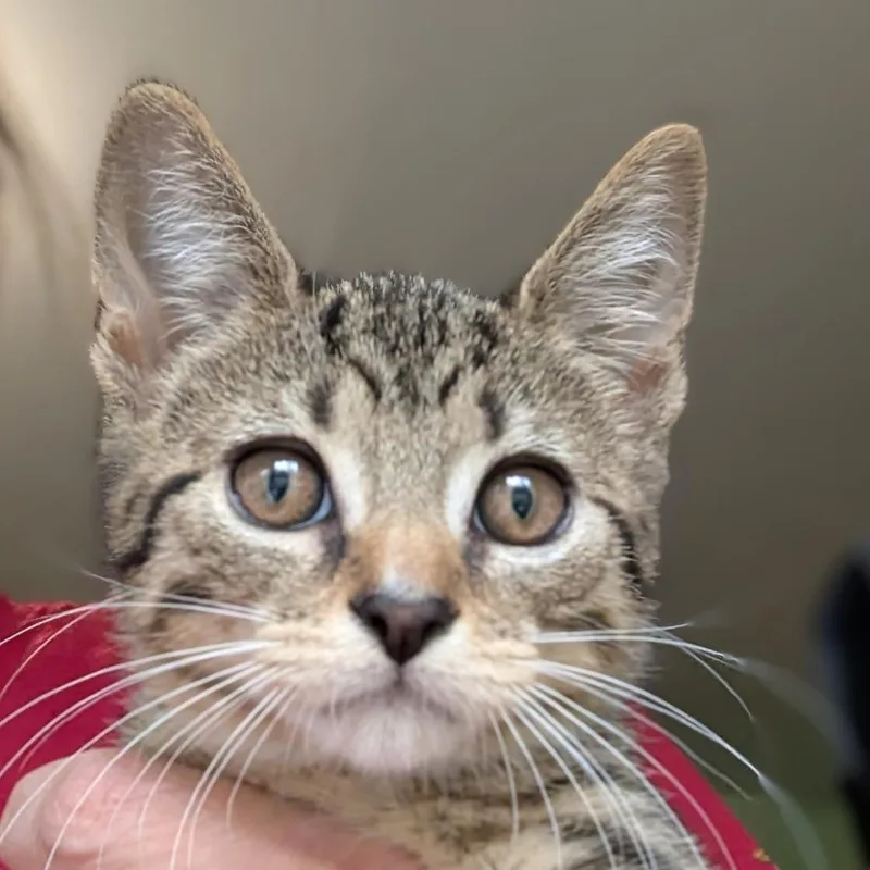 A baby small-sized female Brown / Chocolate Domestic Short Hair cat named Sneezy for adoption in Calverton, NY