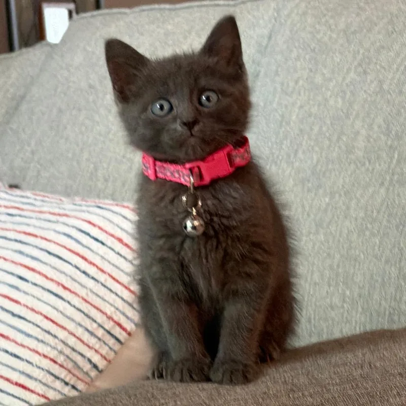 A baby small-sized female Black Domestic Short Hair cat named Sneezy for adoption in Chattanooga, TN