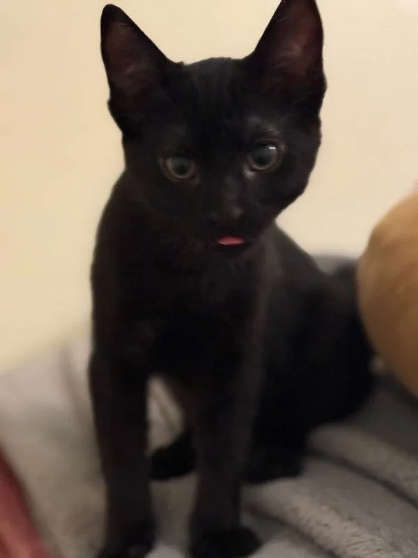A baby small-sized male Domestic Short Hair cat named Leonardo for adoption in Bonsall, CA