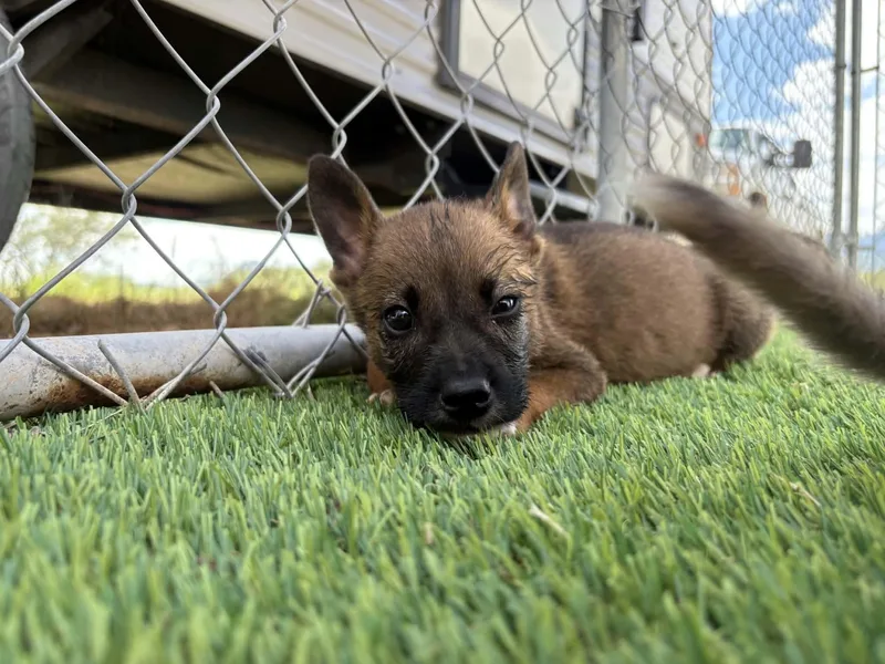 A baby large-sized male Belgian Shepherd / Malinois dog named Sirius for adoption in Sierra Vista, AZ