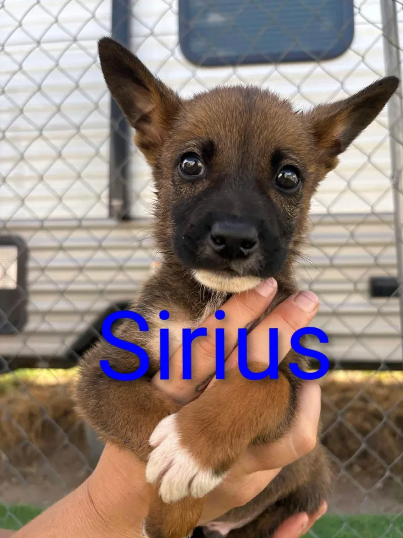 Sirius thumbnail 3