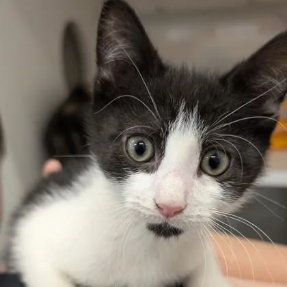 A baby small-sized male Domestic Short Hair cat named Romeo for adoption in Voorhees, NJ