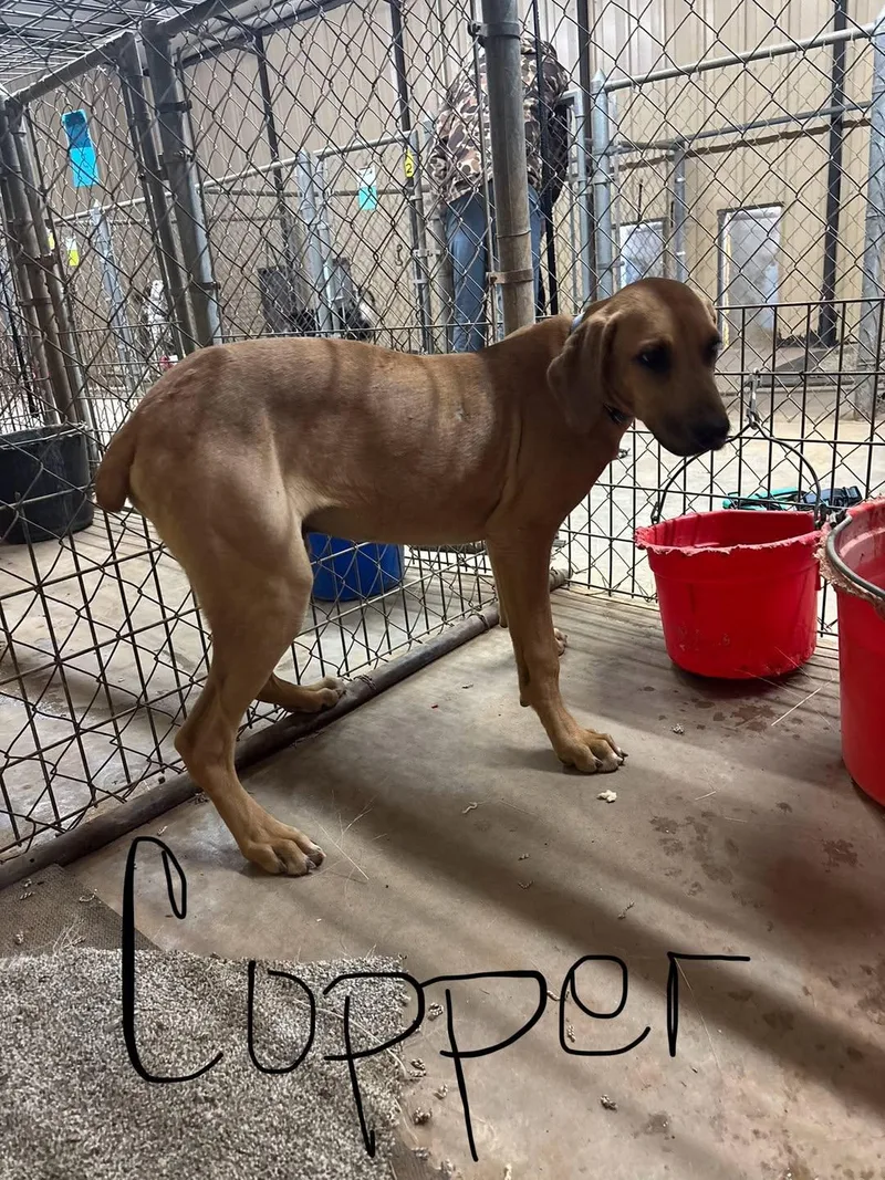 A young large-sized male German Shepherd Dog dog named Sentinel Copper for adoption in TULSA, OK