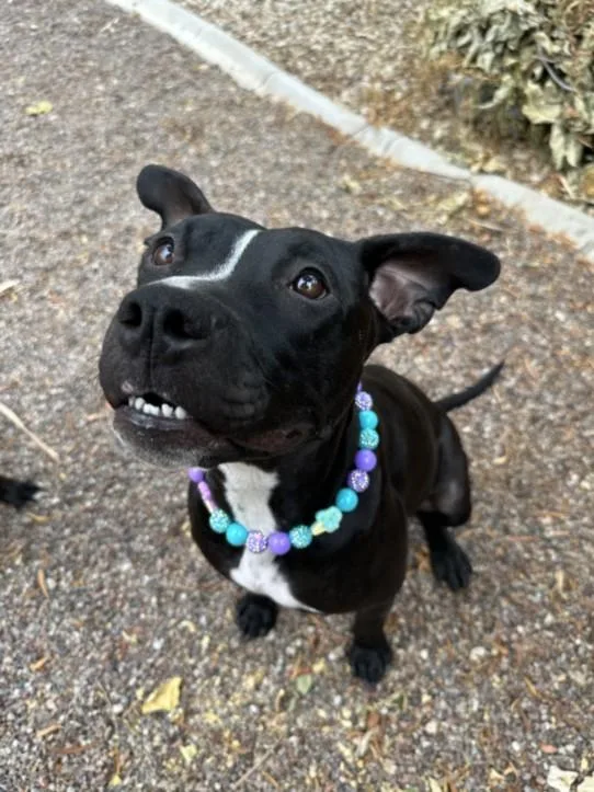 An adult medium-sized female Pit Bull Terrier dog named Camila for adoption in Las Vegas, NV