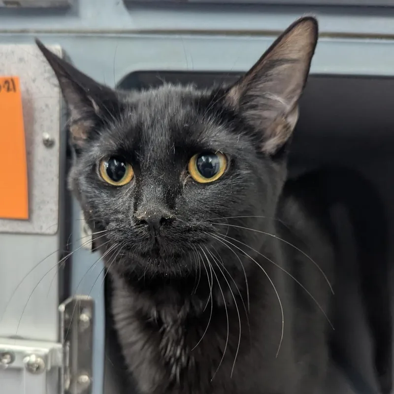 A young medium-sized female Domestic Short Hair cat named Starfish for adoption in Evansville, IN