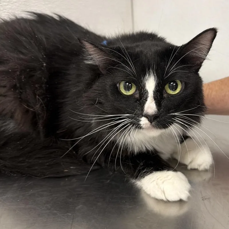 A senior large-sized female Black Domestic Medium Hair cat named Dutchess for adoption in Henderson, NV