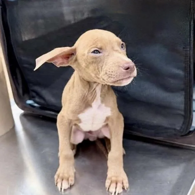 A baby medium-sized male Mixed Breed dog named Twix for adoption in Long Island City, NY