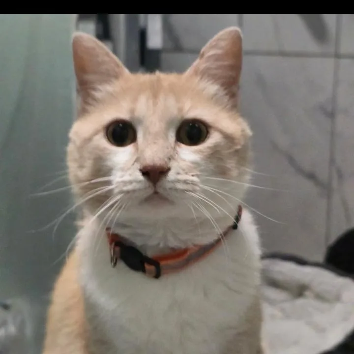 A young medium-sized female Buff / Tan / Fawn Domestic Short Hair cat named Cracker Barrel for adoption in Brownsboro, AL