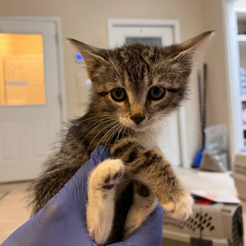 A baby small-sized female Brown / Chocolate Domestic Short Hair cat named Ivory for adoption in Kanab, UT
