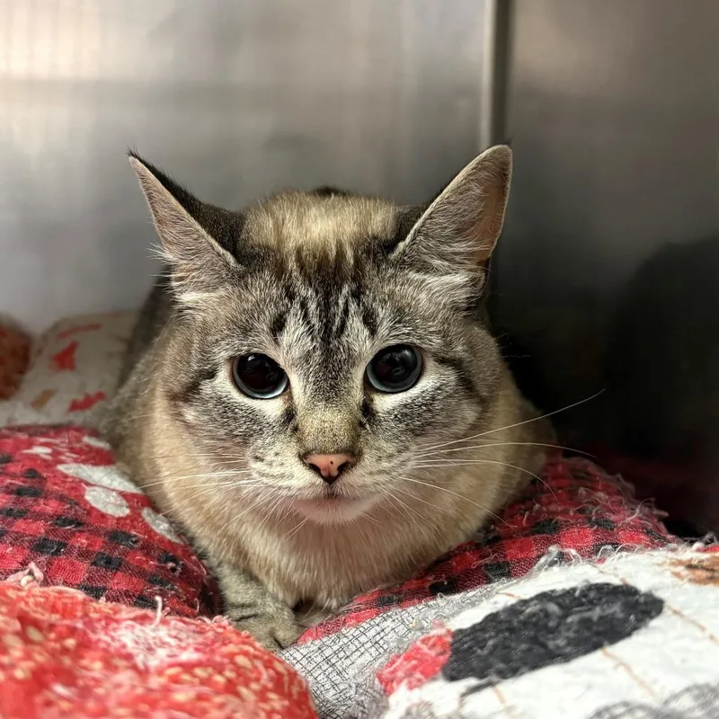 An adult small-sized female Siamese cat named Lucy for adoption in Chehalis, WA