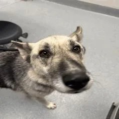 A senior large-sized male Black German Shepherd Dog dog named Gustav for adoption in Indianapolis, IN