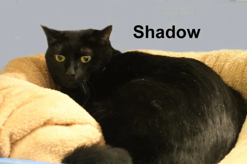 Shadow Erick.