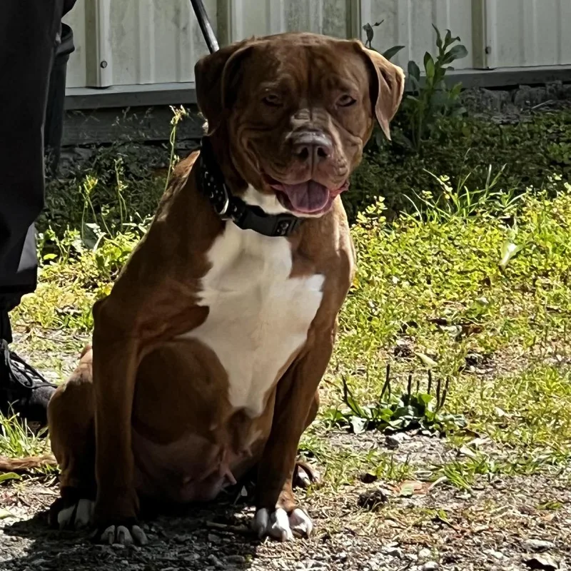 An adult medium-sized female Brown / Chocolate Mixed Breed dog named Esme for adoption in Summerville, SC