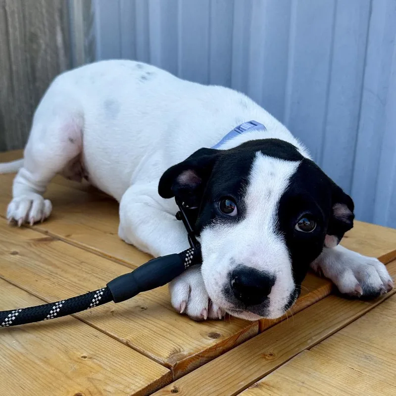 A baby small-sized female White / Cream Mixed Breed dog named Morgan DI for adoption in Union, MO