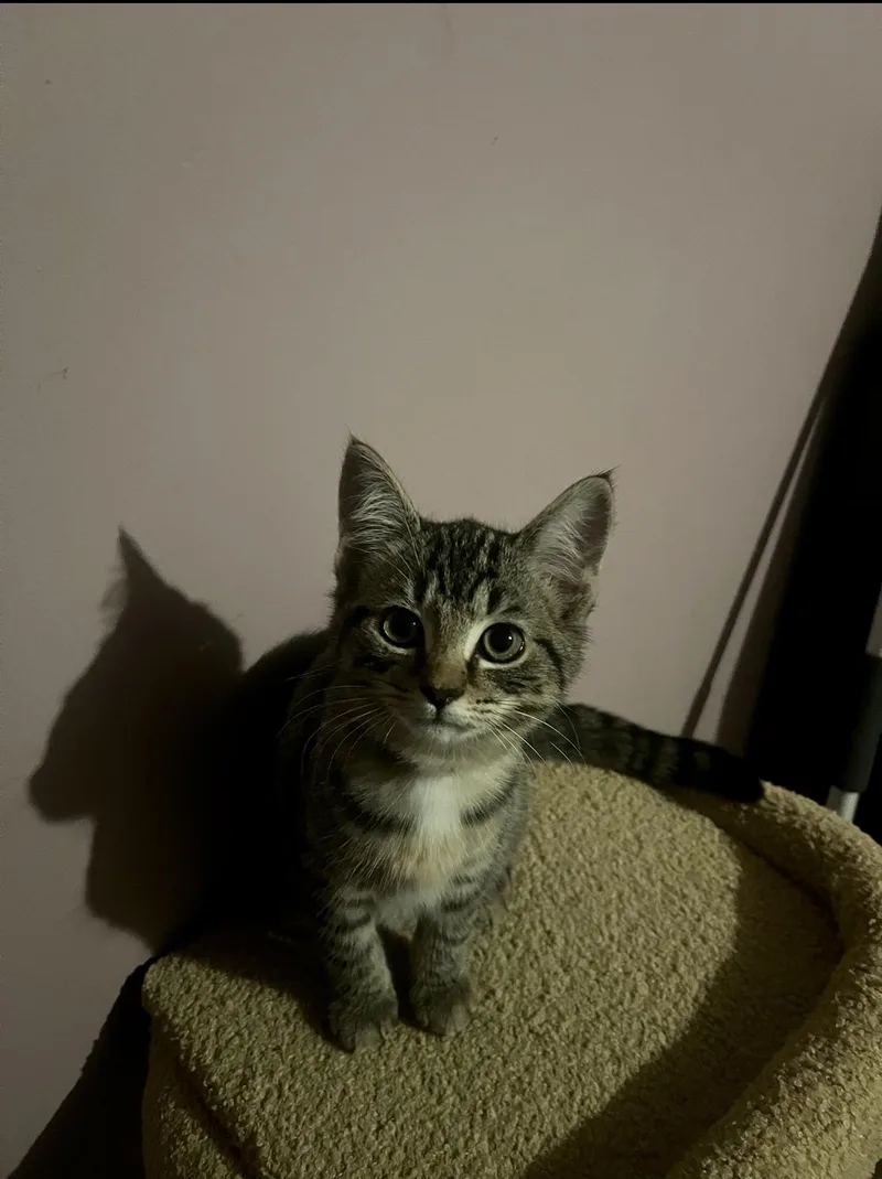 A young medium-sized female Domestic Short Hair cat named Holly for adoption in Belchertown, MA