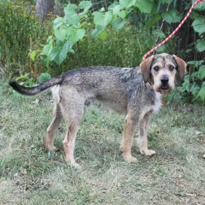 A young medium-sized male Beagle dog named Oscar for adoption in Elk Grove Village, IL