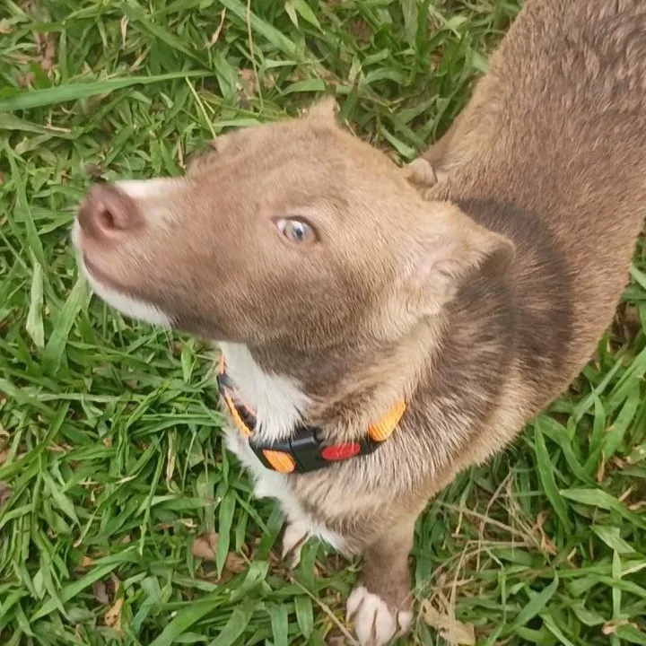 A young medium-sized female Corgi dog named Ambar for adoption in Albion, NY