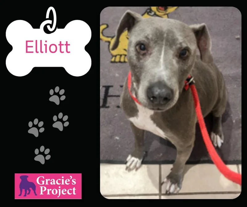 An adult medium-sized male Gray / Blue / Silver Weimaraner dog named Elliott for adoption in Canyon, TX