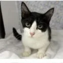 A baby small-sized female Black Domestic Short Hair cat named Vince for adoption in Tampa, FL