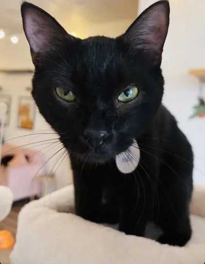 An adult medium-sized male Domestic Short Hair cat named Greg for adoption in Savannah, GA