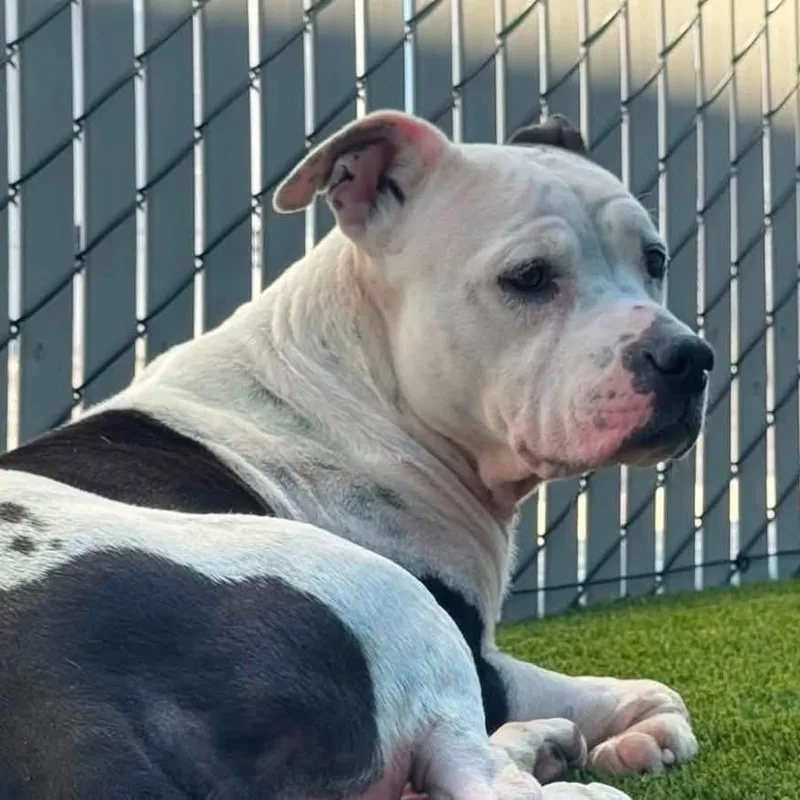 An adult medium-sized female Pit Bull Terrier dog named Sugar for adoption in Prineville, OR