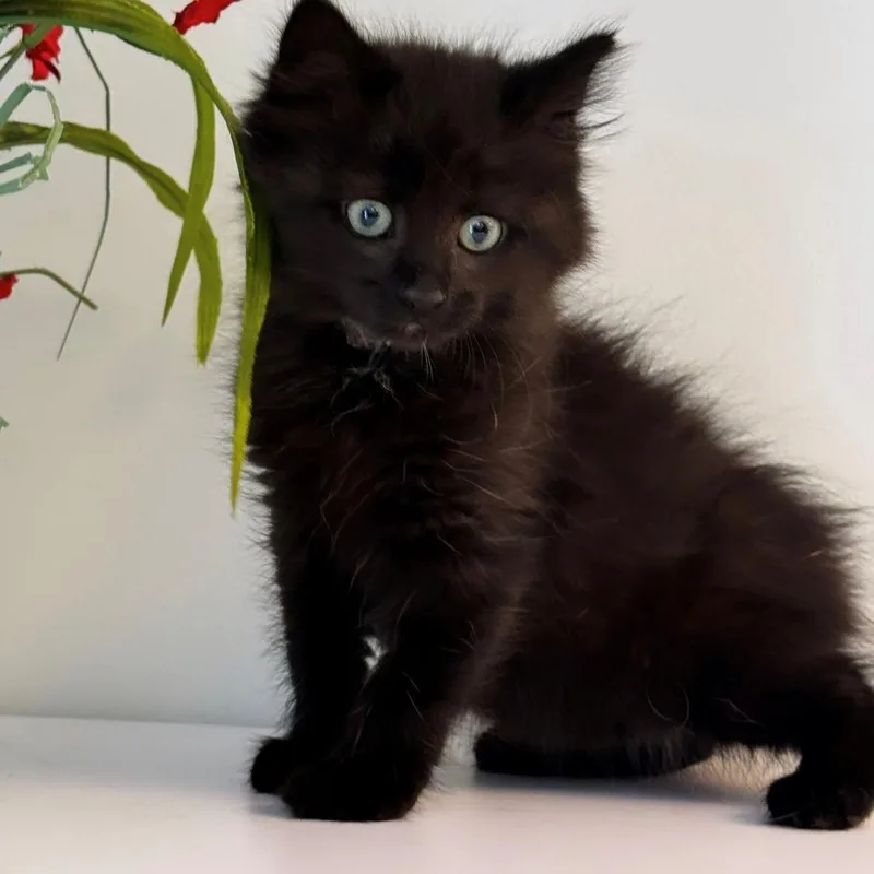 A baby small-sized female Black Domestic Long Hair cat named Medusa for adoption in Syosset, NY