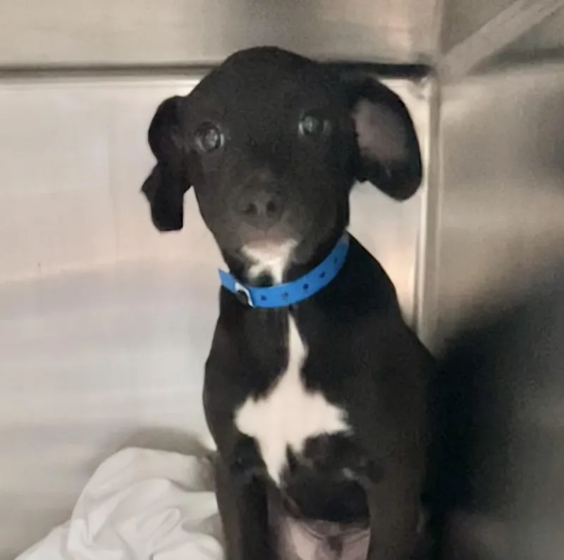A baby medium-sized male Black Mixed Breed dog named Pansy for adoption in Parma, OH