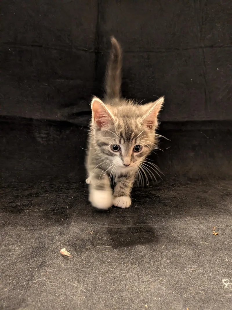 A baby small-sized female Domestic Short Hair cat named Indie for adoption in Hershey, PA