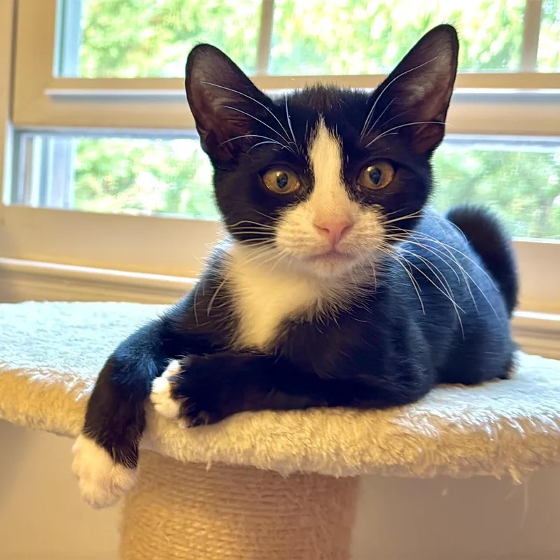 A baby small-sized female Black Domestic Short Hair cat named Pistachio for adoption in Germantown, MD
