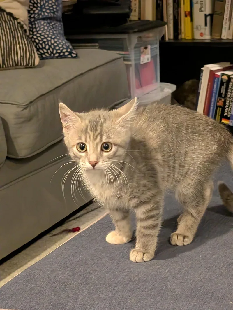 A baby medium-sized female Domestic Short Hair cat named Argentina for adoption in Cincinnati, OH