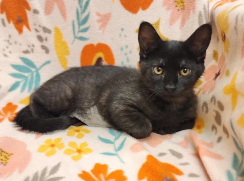 A baby medium-sized female Domestic Short Hair cat named Shelby for adoption in Superior, WI