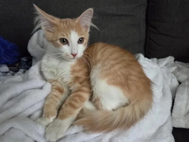 A baby small-sized female Domestic Short Hair cat named Blossom for adoption in Fort Wayne, IN
