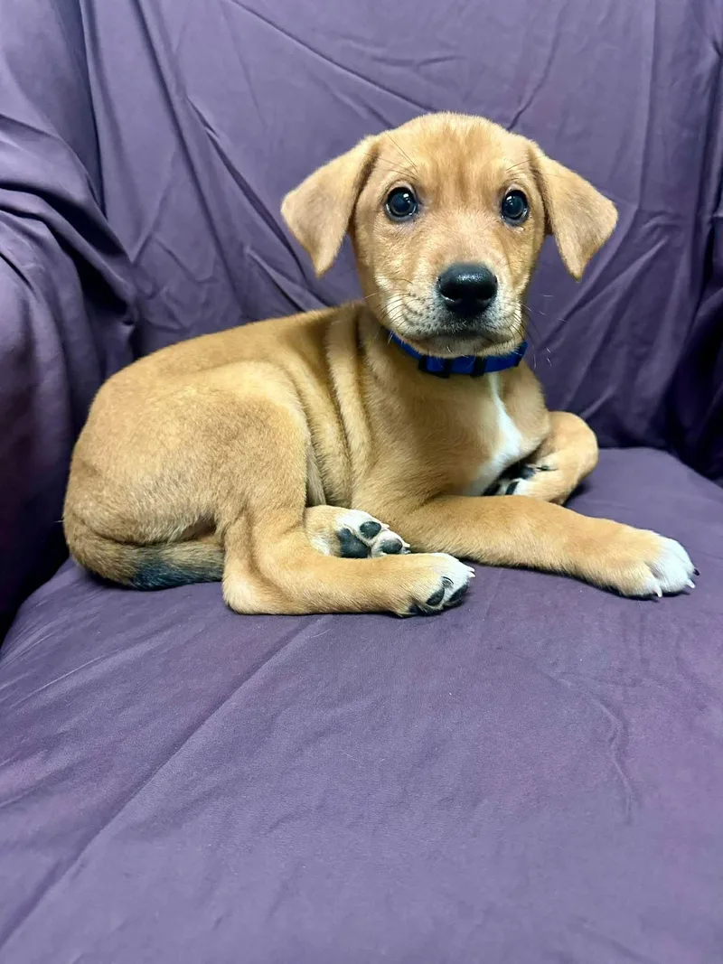 Waylon Jennings thumbnail 3