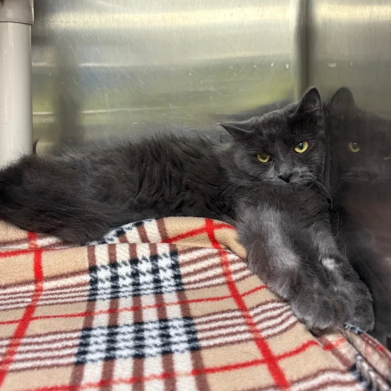 A young medium-sized female Gray / Blue / Silver Domestic Medium Hair cat named Fiona for adoption in Springfield, IL