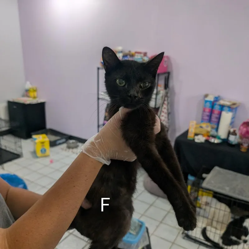 A young small-sized female Black Domestic Short Hair cat named Bee for adoption in West Plains, MO