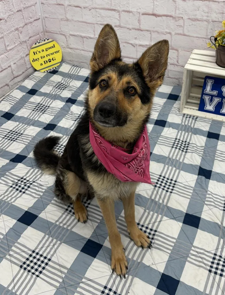 A young medium-sized female German Shepherd Dog dog named Zopf for adoption in Detroit, MI