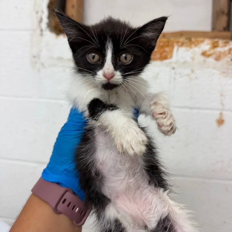 A baby small-sized female Black Domestic Short Hair cat named Toffee for adoption in Edinburg, TX